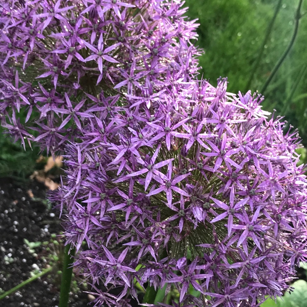 Meet your Posher, Janet